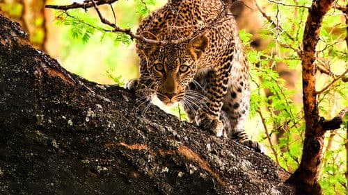 Raubtiere hautnah Bild 2