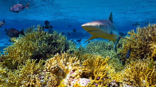 Niue – Hoffnung für ein Paradies Bild 6