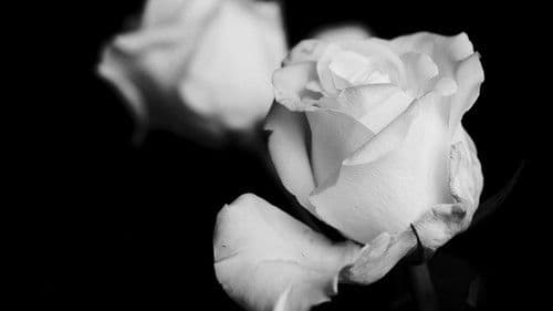 Petals of Doubt Bild 1