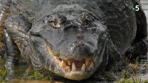 Le lac rebelle du Pantanal Bild 2