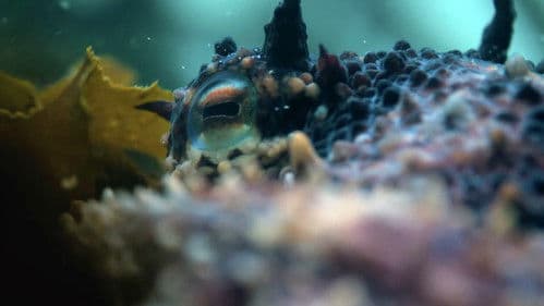 Mein Lehrer, der Krake Bild 6