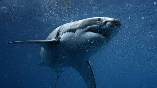 Hai vs. Thunfisch Bild 2