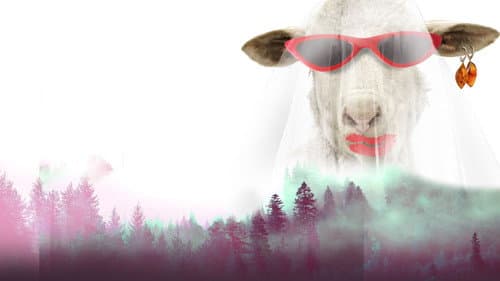 Pup-o, mă! 2: Mireasa nebună Bild 1