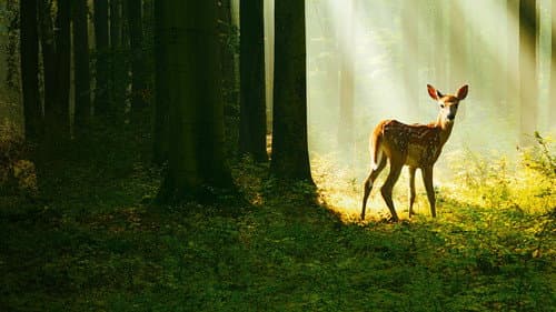 Bambi - Eine Lebensgeschichte aus dem Walde Bild 4