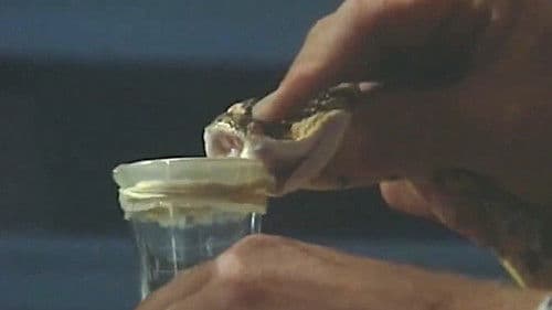 Nag van Vrees Bild 2