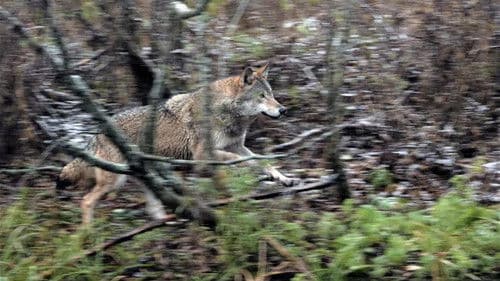 Wilder Grenzgänger - Der Wolf ist zurück Bild 8