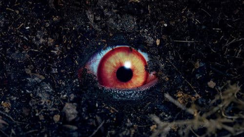 禁じられた遊び Bild 1