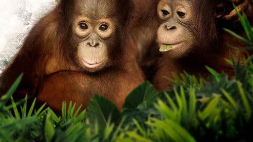 Orangutan Jungle School – Kindergarten mal anders Bild 2