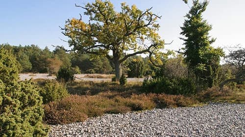 Ostseeparadies Rügen Bild 4
