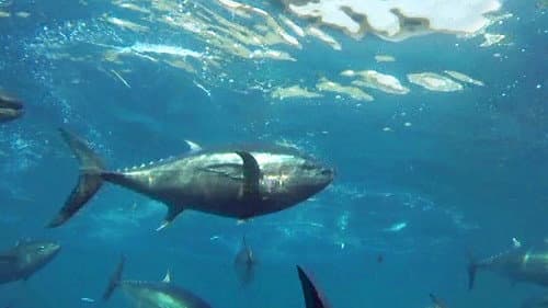 海を耕す者たち～近大マグロの歴史と未来～ Bild 2