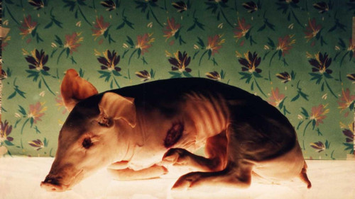 Insel der Blumen Bild 3