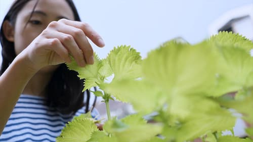 이방인의 텃밭 Bild 1