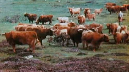 A Wee Bit of Scotland Bild 1