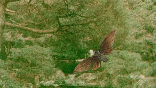 松元碧のセミの一生 Bild 1