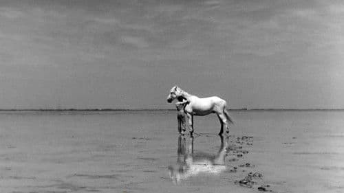 Der weiße Hengst Bild 5