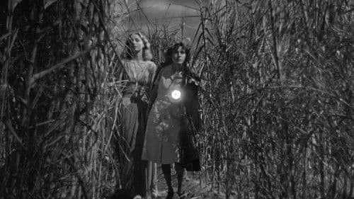 Ich folgte einem Zombie Bild 1