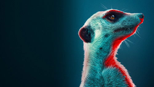 Haus der Erdmännchen Eine Familiensaga Bild 3