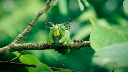 Die Winzlinge - Abenteuer in der Karibik Bild 6