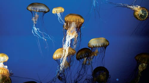 The Living Sea Bild 1