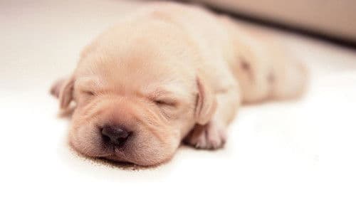 Quill - Ein Freund für´s Leben Bild 1