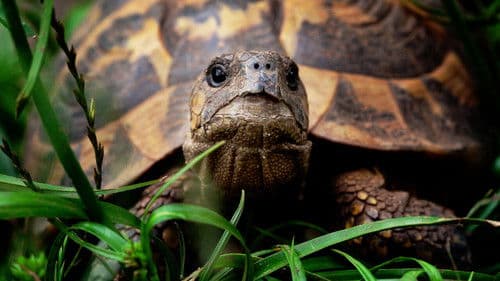 Corsica: Mountains in the Sea Bild 1