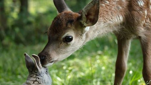 Bambi - Eine Lebensgeschichte aus dem Walde Bild 2