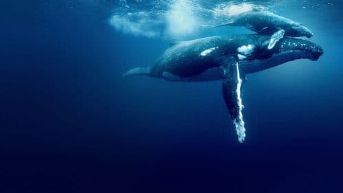 Ozean mit David Attenborough Bild 3