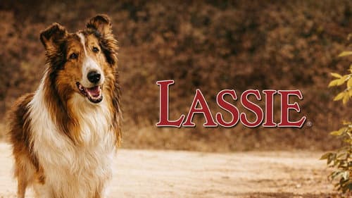 Lassie verschwindet Bild 2
