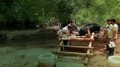 Jungle Animal Rescue Bild 5