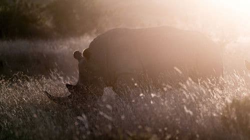 Rhino Bild 4