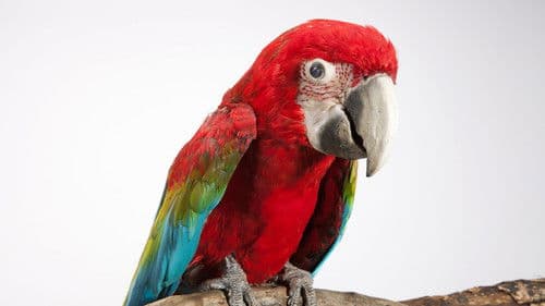 Spione im Tierreich Bild 8