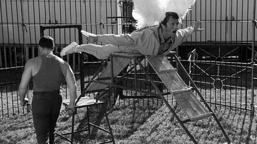 Fifi la plume Bild 5