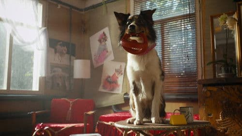 Не моё собачье дело Bild 1