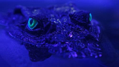 Beasts of the Bayou Bild 1