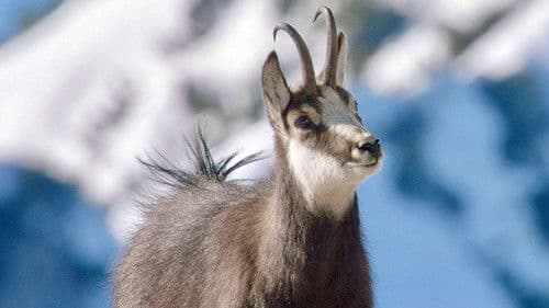 Winter am Alpenrand Bild 6