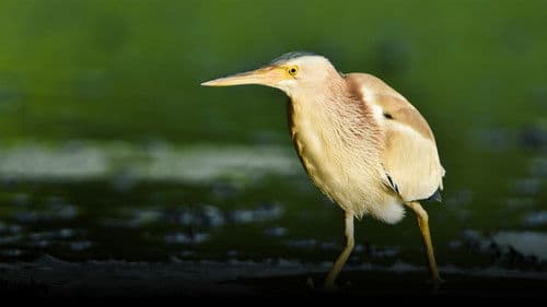 Thailand's Wild Side Bild 4