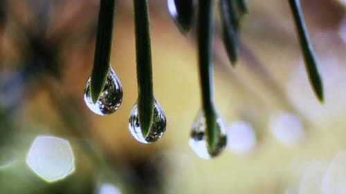 Forsenses II: Timber Lounge Bild 1