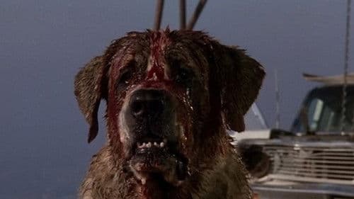 Cujo Bild 7