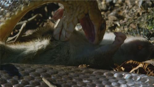 Australiens Schlangen-Insel Bild 5