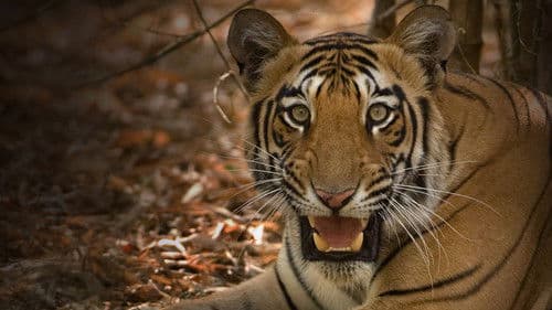 Secrets of Wild India Bild 4