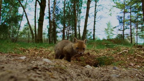 Onze Natuur, De Film Bild 5