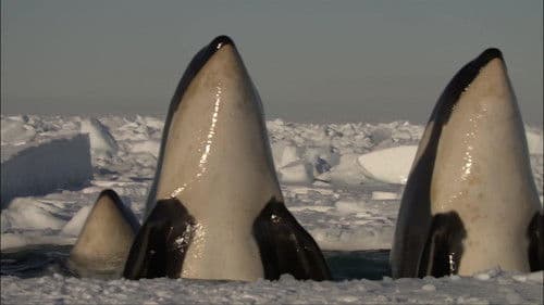 Killer Whales - The Ultimate Guide Bild 2