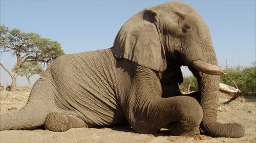 Africa's Giant Killers Bild 3