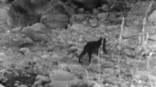 Wandering Tigers in North India Bild 1