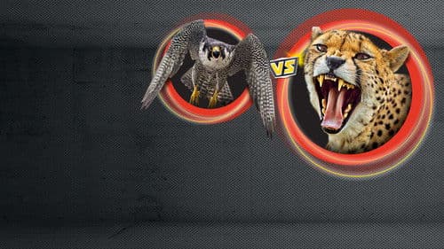 Animal Showdown Bild 1