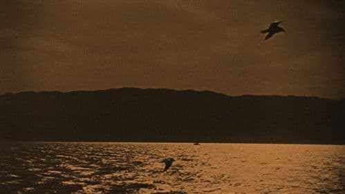 The Broken Butterfly Bild 2