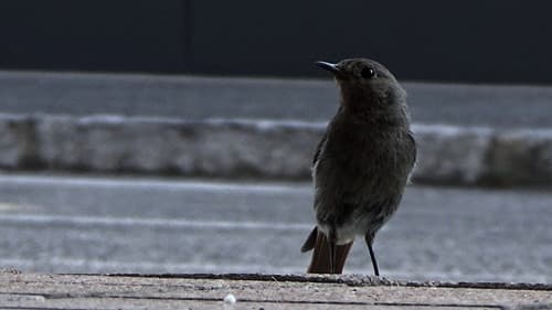 Parking Review Bild 1