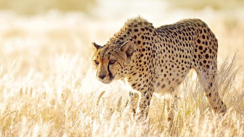 Die Jagd – Auf Leben und Tod Bild 1