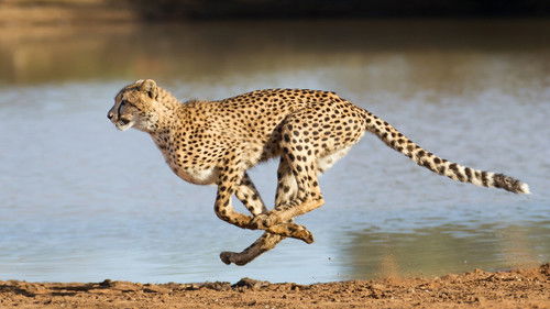 Le souffle du guépard Bild 1