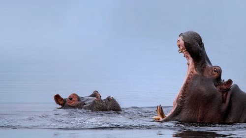 Die Flut - Okavango unter Wasser Bild 3
